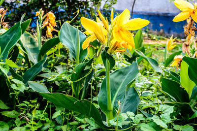 Close-up of yellow flowering plants