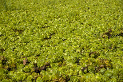 Full frame shot of corn field