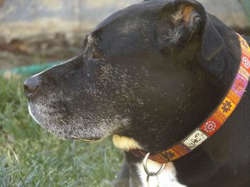 Close-up of dog looking away