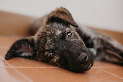 Close-up portrait of a dog resting