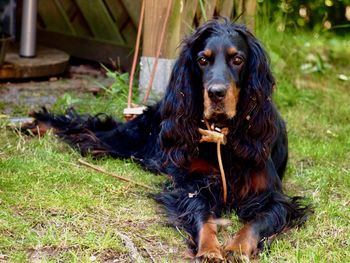 Portrait of dog sitting on field
