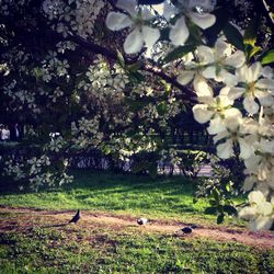 Flowers blooming on tree