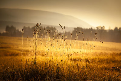 Plants growing on field against sky during sunset