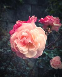 Close-up of pink rose