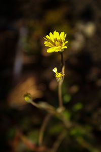 Close-up of yellow flowering plant