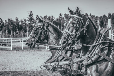 Side view of horse on railing against sky