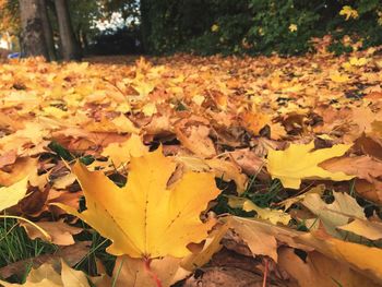 Close-up of autumn leaves fallen on tree