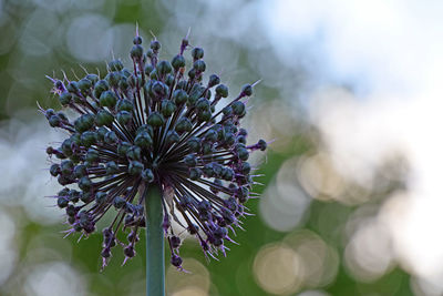 Close-up of flowers blooming in park