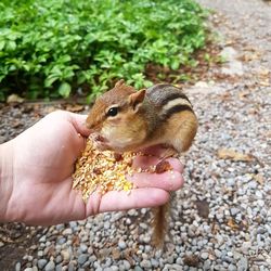 Close-up of hand holding squirrel