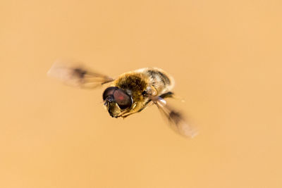 Close-up of hoverfly