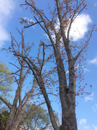 Low angle view of tree against sky