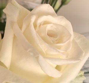 Close-up of white rose