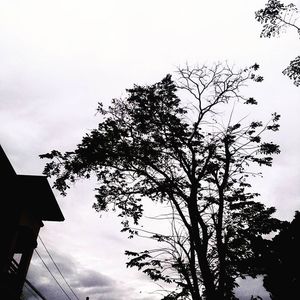 Low angle view of bare tree against sky