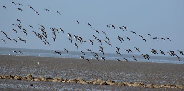 Birds flying over sea