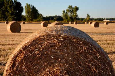 Bales of straw