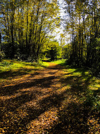 View of trees in forest