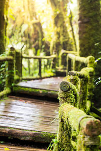 Close-up of moss on tree trunk