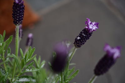 Close-up of purple flowering plant