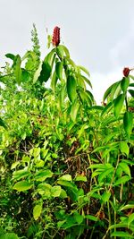 Low angle view of plants growing against sky