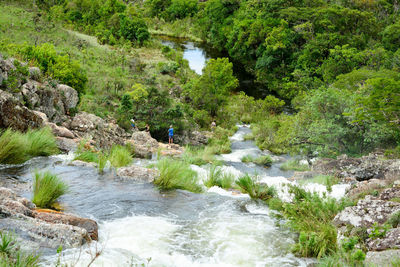 Scenic view of river in forest