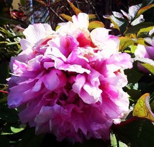 Close-up of pink flowers