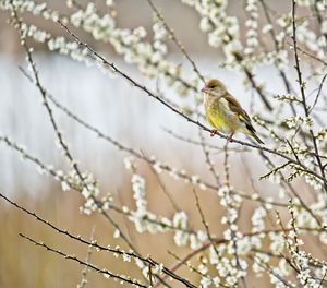 Bird perching on branch against blurred background green finch 
