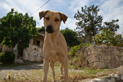 Portrait of a dog against trees