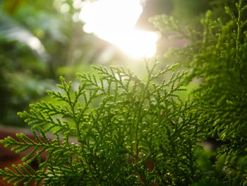 Close-up of fresh green plants