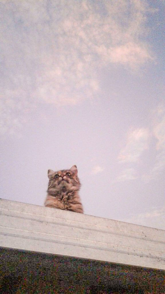 CAT SITTING ON WALL