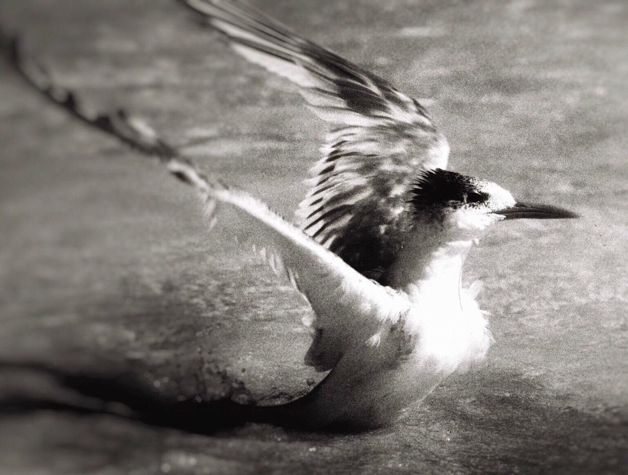 CLOSE-UP OF BIRD FLYING IN THE BACKGROUND