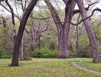 Bare trees on grassy field