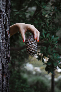 Close-up of person holding fruit on tree trunk