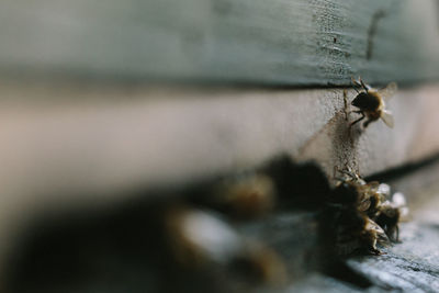 Close-up of insect on wood