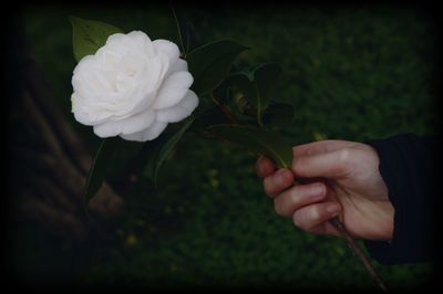 Close-up of woman holding flower