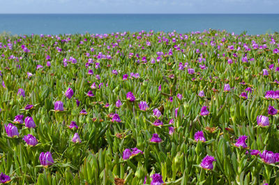 Ground cover of carpobrotus edulis also known as hottentot fig in the falesia beach, agarve, portuga