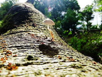 Close-up of mushrooms growing on tree trunk