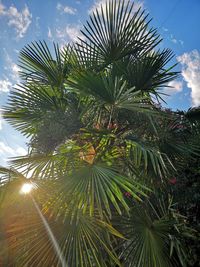 Low angle view of palm trees against sky