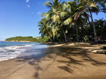 Palm trees on beach against sky