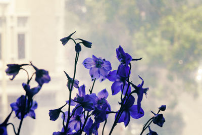 Close-up of purple flowering plants