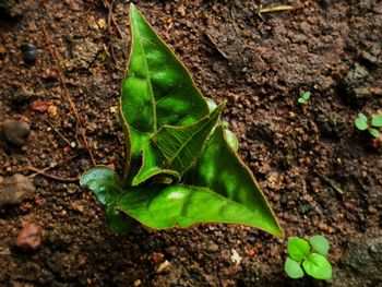 High angle view of fresh green leaves on land