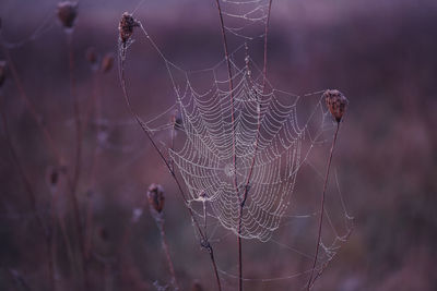 spider web