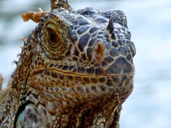 Close-up of iguana outdoors