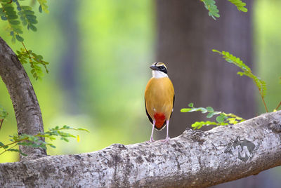 Close-up of bird perching on retaining wall