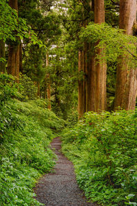 Footpath amidst 300-year-old cedar trees in forest retracing an old ancient highway.