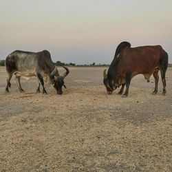 Horses on sand against sky