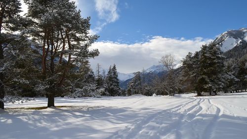 Trees on snow covered land against sky