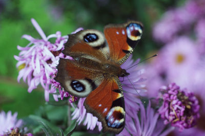 Close-up of butterfly pollinating on pink flower