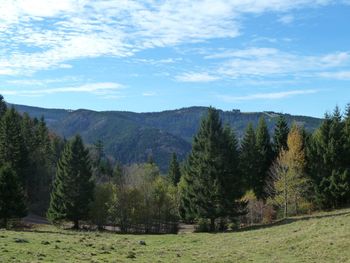 Trees in forest against sky