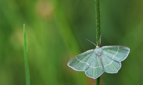 Close-up of butterfly on leaf