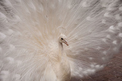 Impressive displaying male white peacock pavo cristatus.